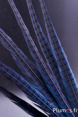 Faisan de Colchide - 35-45 cm - bleu nuit